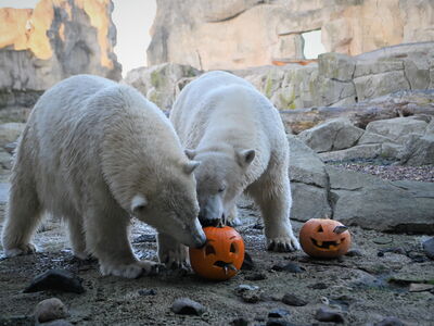Halloween im Zoo am Meer mit den Eisbären Anna und Elsa