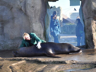 Tierpflegerin Pamela Casper-von Holten sitzt auf der Anlage der Seelöwen und führt das Tiertraining durch