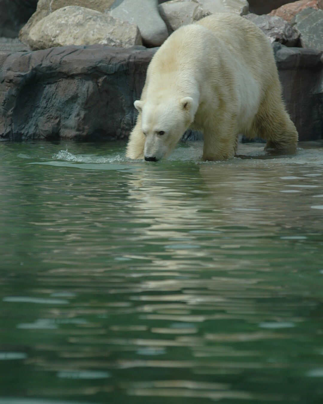 Eisbärin Lara im Zoo Gelsenkirchen (Bild: Zoo Gelsenkirchen)