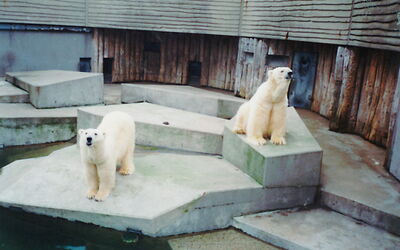 Eisbären-Anlage im alten Zoo am Meer