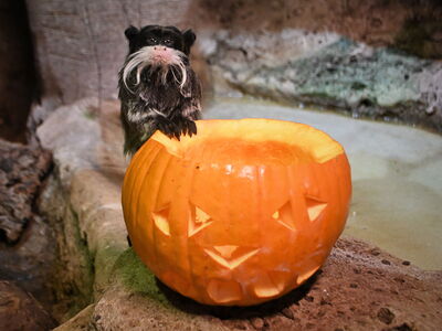 Kaiserschnurrbarttamarine angelt sich aus einem ausgehölten Kürbis Futtermittel