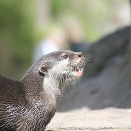 Seitenansicht eines Zwergotters