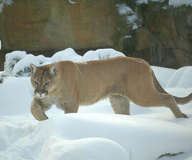 Puma im Schnee in seinem Gehege
