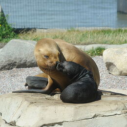 Seelöwin mit Jungtier
