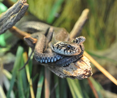Ringelnatter im Terrarium