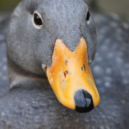 Magellan-Dampfschiffente close-up