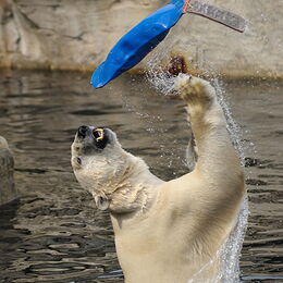 Eisbär mit Spielzeug im Wasser