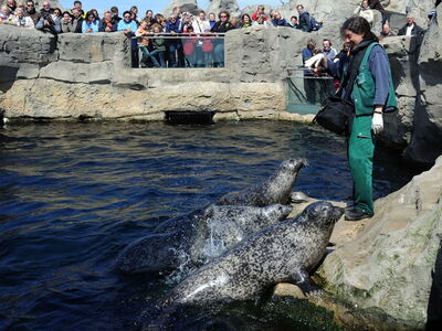 Tierpflegerin Carmen Gürster steht im Robben-Becken und füttert die Robben, während viele Personen von außen dabei zuschauen