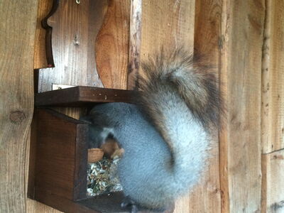 Tierbeschäftigung-Ein Eichhörnchen öffnet einen Behälter und befördert daraus Nüsse