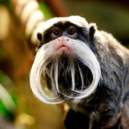 Kaiserschnurrbarttamarine