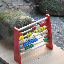 Kea beim Rechen-Spiel als Beschäftigungsmaßnahme