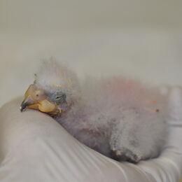 Kea-Küken auf der Hand eines Mitarbeitenden