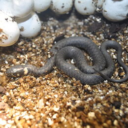 Frisch geschlüpfter Nachwuchs bei den Ringelnattern