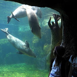 Kinder schauen den Seehunden beim Tauchen an der Unterwasserscheibe zu