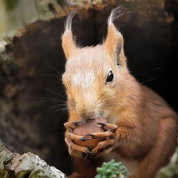 Sibirisches Eichhörnchen futtert