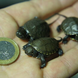 Neu geborene Sumpfschildkröten im Vergleich zu einem 1,-Euro-Stück