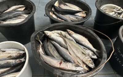 Vorbereitete Portionen Fisch für die Tiere