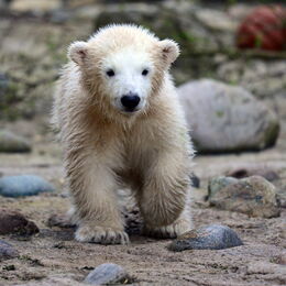 Ein kleiner Eisbär läuft auf der Außenanlage