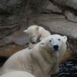 Eisbärin Valeska spielt mit ihrem Nachwuchs im Wasser