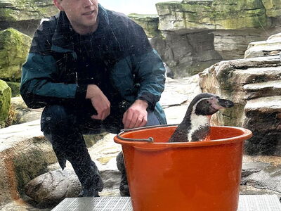 Tierarzt Fabian Müller-Trefzer wiegt Pinguin Walter während der Inventur 2024