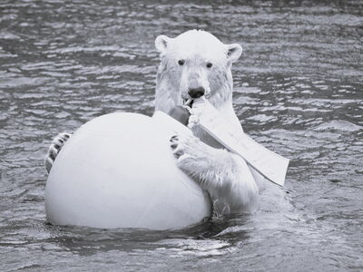 Eisbär Lloyd mit einem Spielball im Wasser
