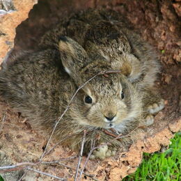 Nachwuchs bei den Schneehasen: Zwei kleine Schneehasen schützen sich in einem ausgehöltem Baumstamm