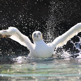 Basstölpel Flügelschlag