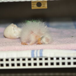 Kea-Küken in der Brutmaschine