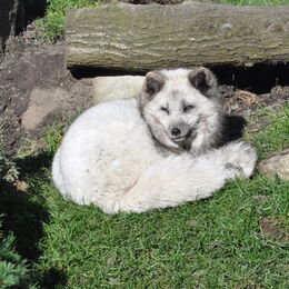 Polarfuchs mit weißem Fell auf der Anlage