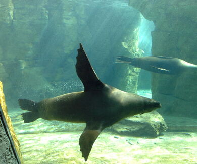 Ansicht: Seebär unter Wasser an der Unterwasser-Scheibe