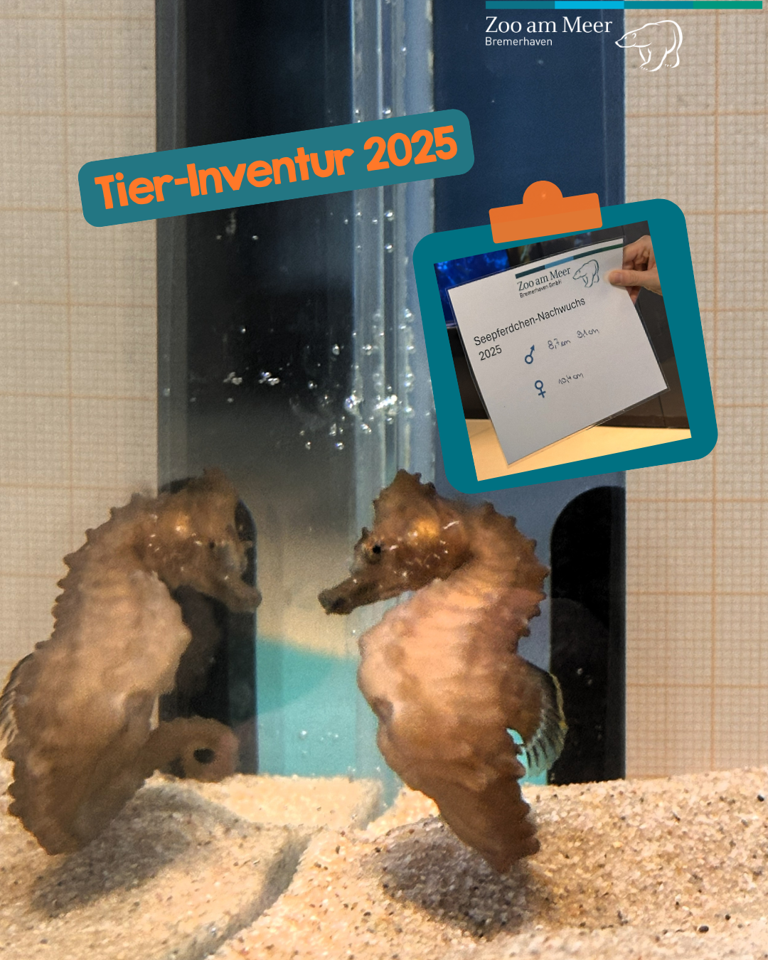 Tier-Inventur 2025: Erstmalig wird der Seepferdchen-Nachwuchs vermessen.