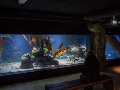 Becken 5 - Tiere von Helgoland bis Skagerrak