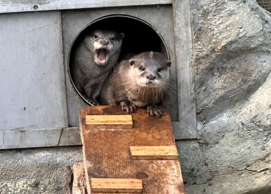 Das neue Otter-Pärchen des Zoo am Meer Bremerhaven