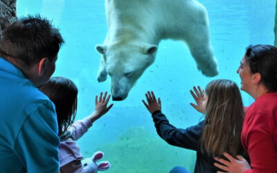 Eine Familie steht, nur durch eine Glasscheibe getrennt, dem Eisbären gegenüber
