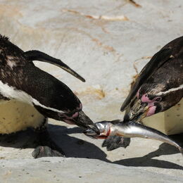 Zwei Pinguine streiten sich beim Fressen um einen Fisch