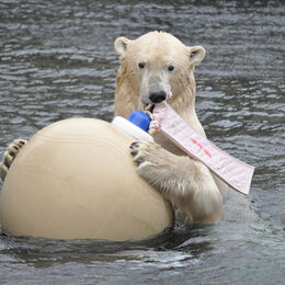 Eisbär Lloyd mit einem großen Spielball