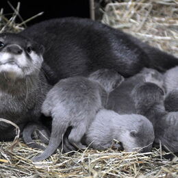 Zwergotter-Mutter mit ihrem Nachwuchs