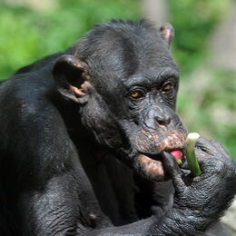 Portrait Schimpanse beim Fressen