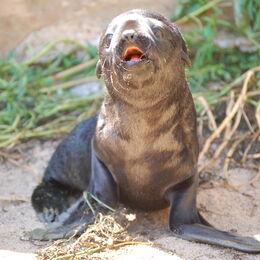 Seebärin Fayola sitzt auf der Außenanlage