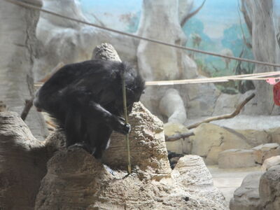 Tierbeschäftigung-Ein Schimpanse versucht aus einem künstlichen Termitenhügel Futtermittel zu bekommen