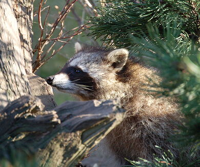Waschbär klettert in die Äste