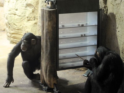 2 Schimpansen an der Beschäftigungs- und Spielstation