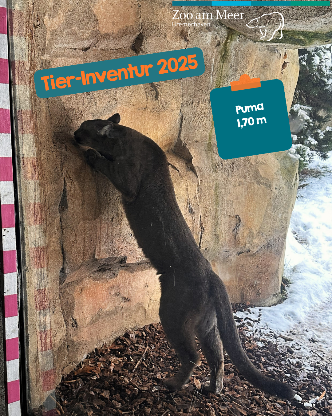 Tier-Inventur 2025: Der Puma richtet sich auf und wird vermessen. Das Ergebnis: 1,70 m.
