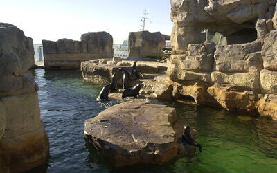 Der Wasseranteil der Tier-Anlagen ist enorm