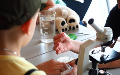 Schüler:innen untersuchen Eisbären-Haar unter dem Mikroskop
