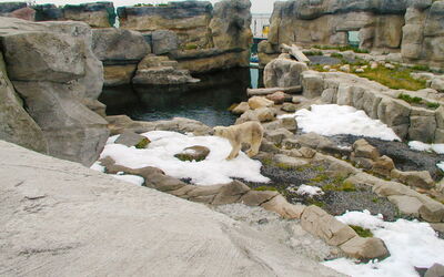 Eisbären-Anlage im neuen Zoo am Meer