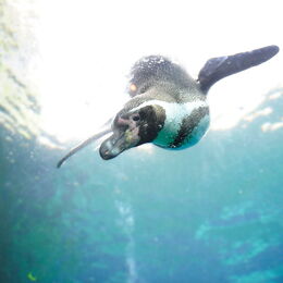 Tauchender Humboldt-Pinguin