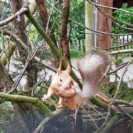 Sibirisches Eichhörnchen mit Nachwuchs