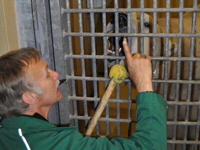 Tierpfleger Frank Schlepps steht vor dem Innenstall der Eisbären und führt mit Eisbär Lloyd das Tiertraining durch. Als Hilfsmittel nutzt er einen Stock, auf den ein Tennisball montiert wurde.