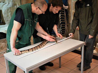 Tierpfleger Olaf und Tim messen mit Hilfe von Tierarzt Bastian die Königspython